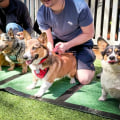 Discover the Best Pet-Friendly Events in Scottsdale, AZ