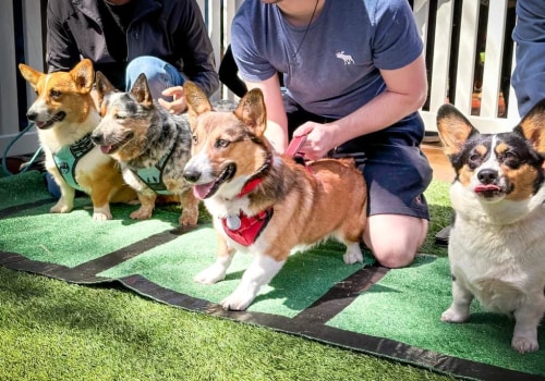 Discover the Best Pet-Friendly Events in Scottsdale, AZ